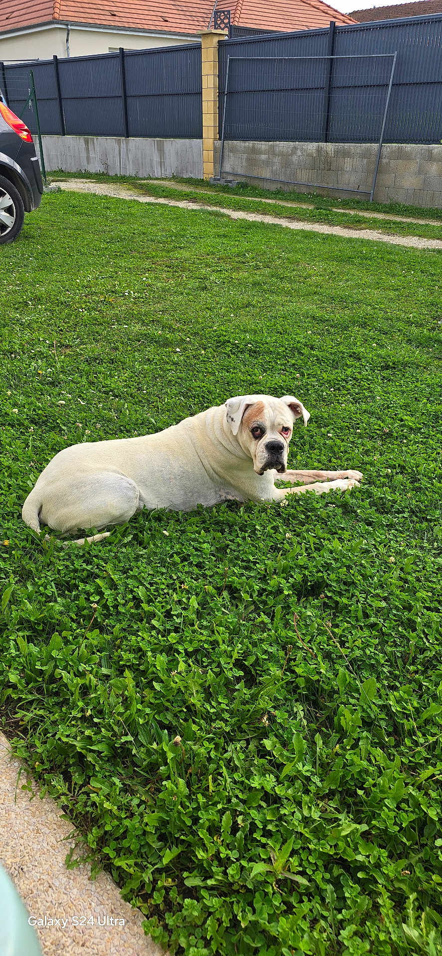Shetan a rejoint le concours — aidez-le/la à gagner de superbes lots ! dog, white_dog, brown_patch, grass, lawn, fence, car, yard, outdoor, pet, canine, animal, resting, suburban, greenery, daylight, side_view, relaxed, nature, garden