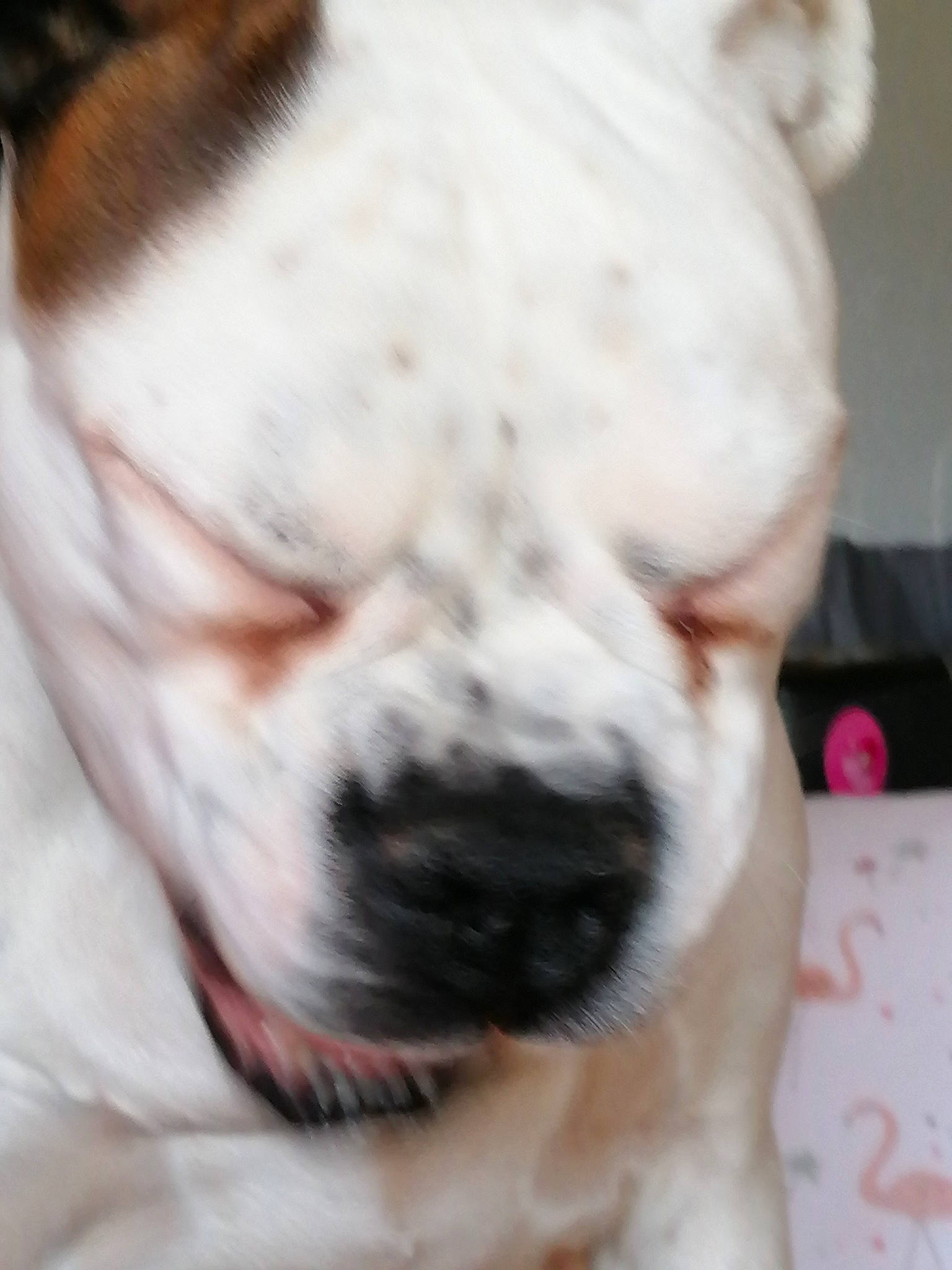 Nikita a rejoint le concours — aidez-le/la à gagner de superbes lots ! american_bulldog, australian_bulldog, bulldog, canidae, carnivore, companion_dog, cordoba_fighting_dog, dog, dog_breed, mammal, non_sporting_group, nose, old_english_bulldog, olde_english_bulldogge, skin, snout, toy_bulldog, valley_bulldog, vertebrate, white_english_bulldog