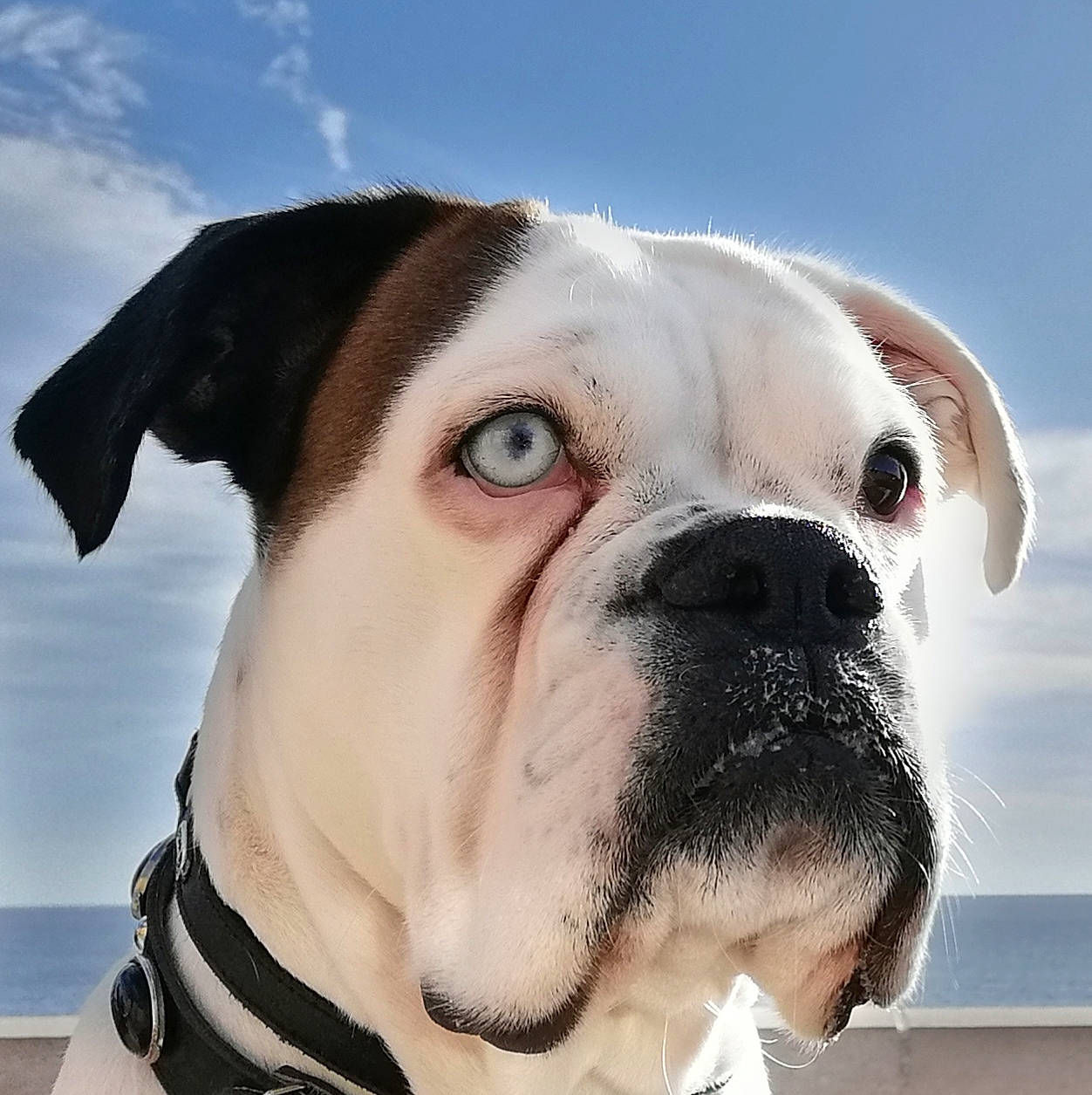 Nikita participe au concours pour gagner de l'argent avec cette photo : american_bulldog, australian_bulldog, bulldog, canidae, carnivore, companion_dog, dog, dog_breed, dorset_olde_tyme_bulldogge, mammal, non_sporting_group, nose, old_english_bulldog, olde_english_bulldogge, renascence_bulldogge, snout, toy_bulldog, valley_bulldog, vertebrate, white_english_bulldog
