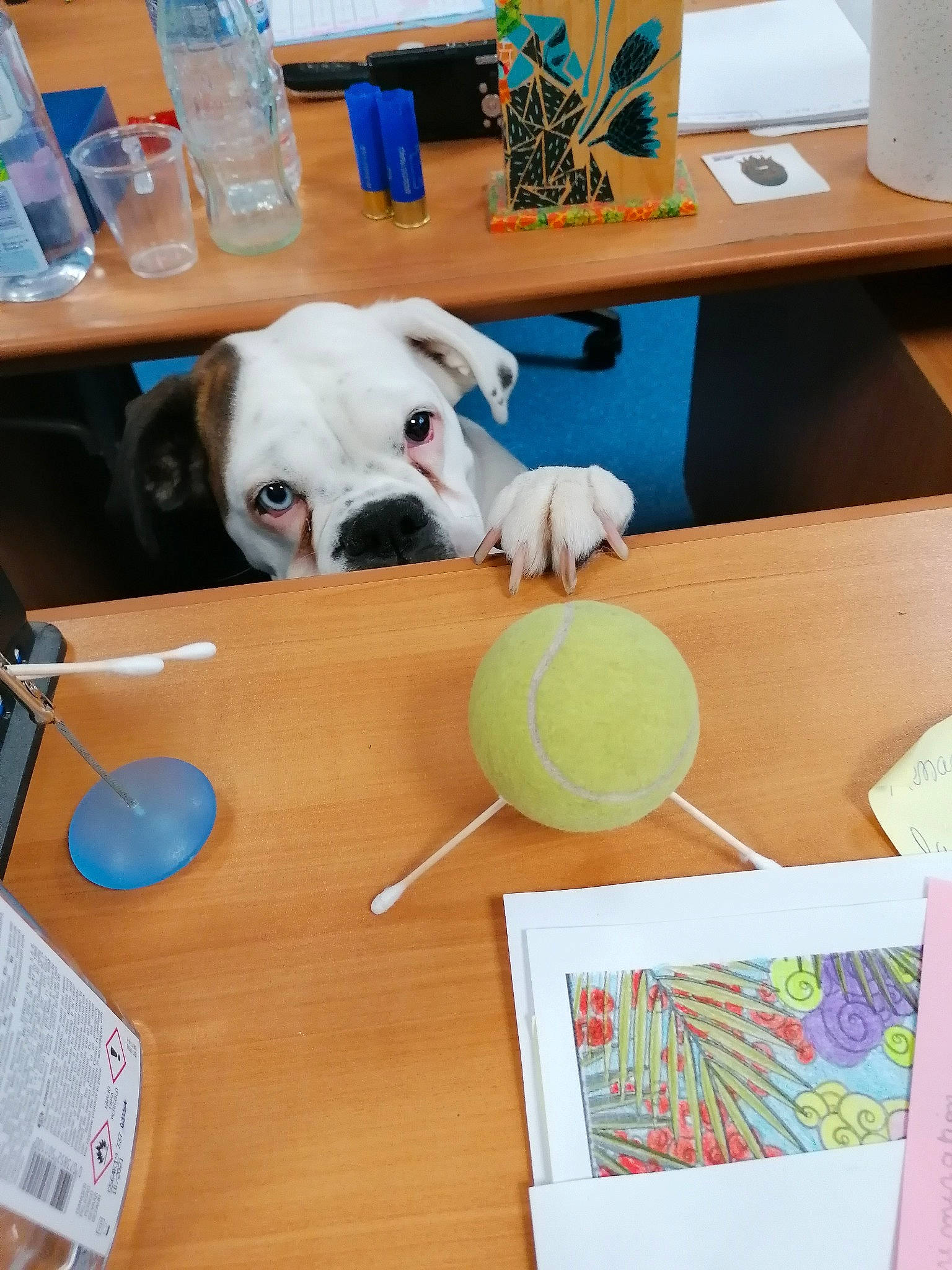 Nikita participe au concours pour gagner de l'argent avec cette photo : american_bulldog, bulldog, canidae, carnivore, companion_dog, dog, fawn, french_bulldog, non_sporting_group, play, table