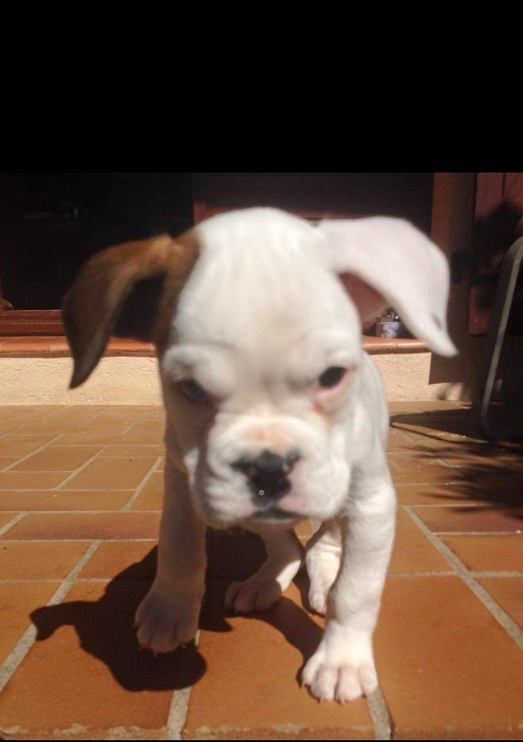 Nini participe au concours pour gagner de l'argent avec cette photo : american_bulldog, australian_bulldog, bulldog, canidae, carnivore, companion_dog, dog, dog_breed, dorset_olde_tyme_bulldogge, mammal, non_sporting_group, nose, old_english_bulldog, olde_english_bulldogge, puppy, snout, toy_bulldog, valley_bulldog, vertebrate, white_english_bulldog