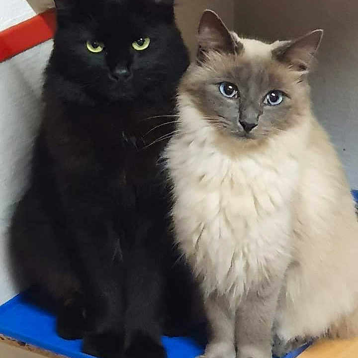 Minette Et Crevette participe au concours pour gagner de l'argent avec cette photo : animal, black_cat, blue_eyes, cat, close_together, corner, cream_cat, cute, domestic_cat, ears, feline, fluffy, fur, indoor, looking, paws, pets, portrait, sitting, whiskers