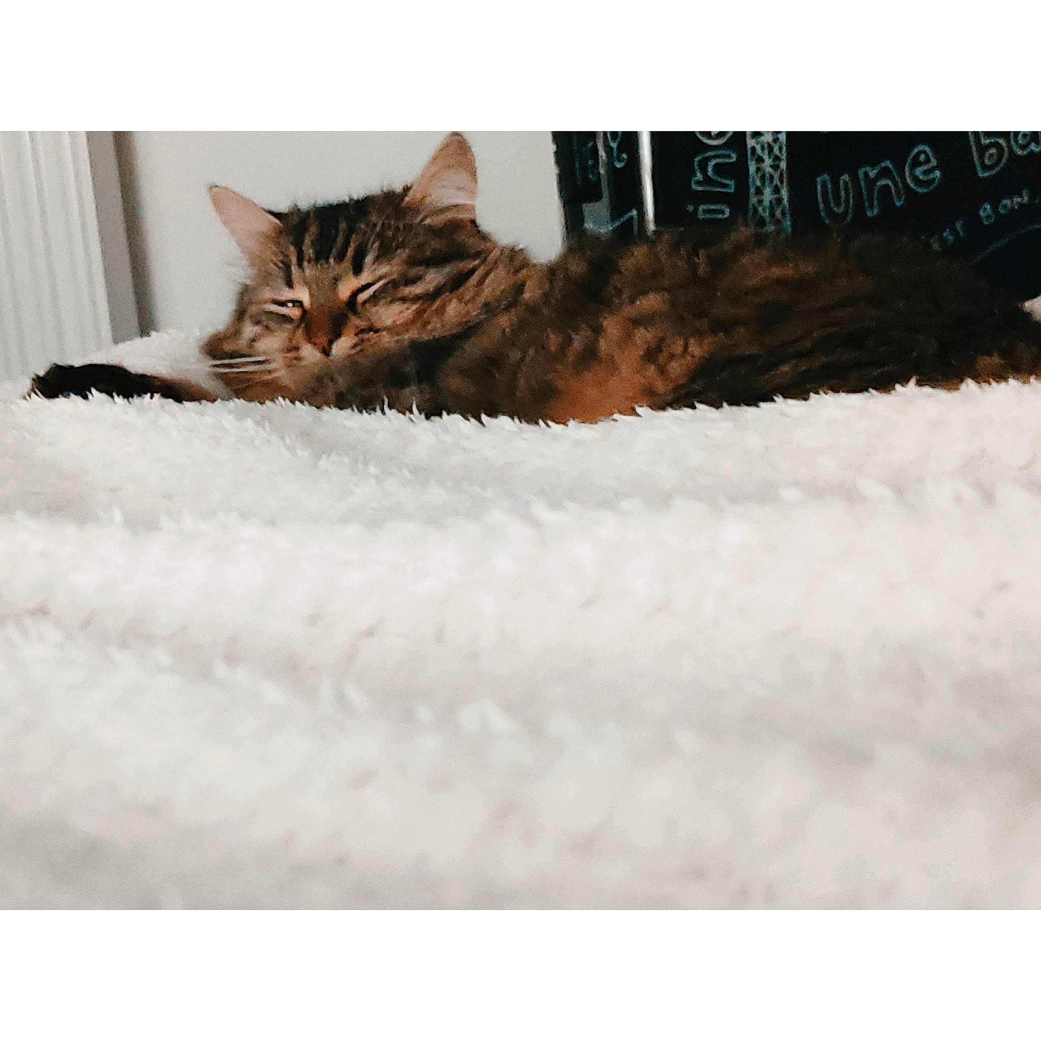 Havana a rejoint le concours — aidez-le/la à gagner de superbes lots ! carnivore, cat, claw, comfort, domestic_short_haired_cat, fawn, felidae, font, freezing, fur, paw, rectangle, small_to_medium_sized_cats, tail, terrestrial_animal, tree, twig, whiskers, winter, wood