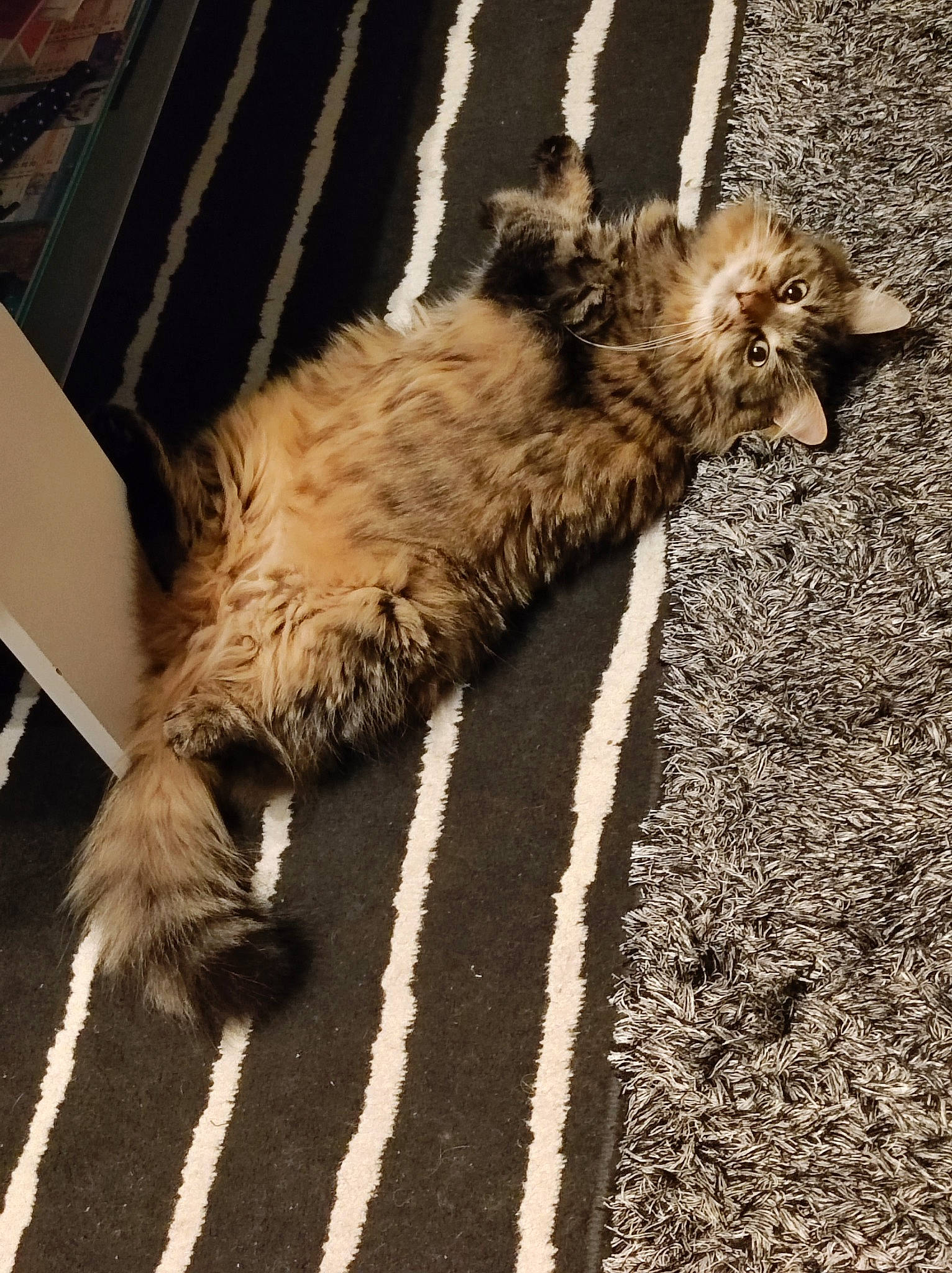 Havana participe au concours pour gagner de l'argent avec cette photo : asphalt, carnivore, cat, claw, domestic_short_haired_cat, fawn, felidae, flooring, fur, paw, road_surface, shadow, small_to_medium_sized_cats, snout, soil, tail, terrestrial_animal, tints_and_shades, whiskers, wood