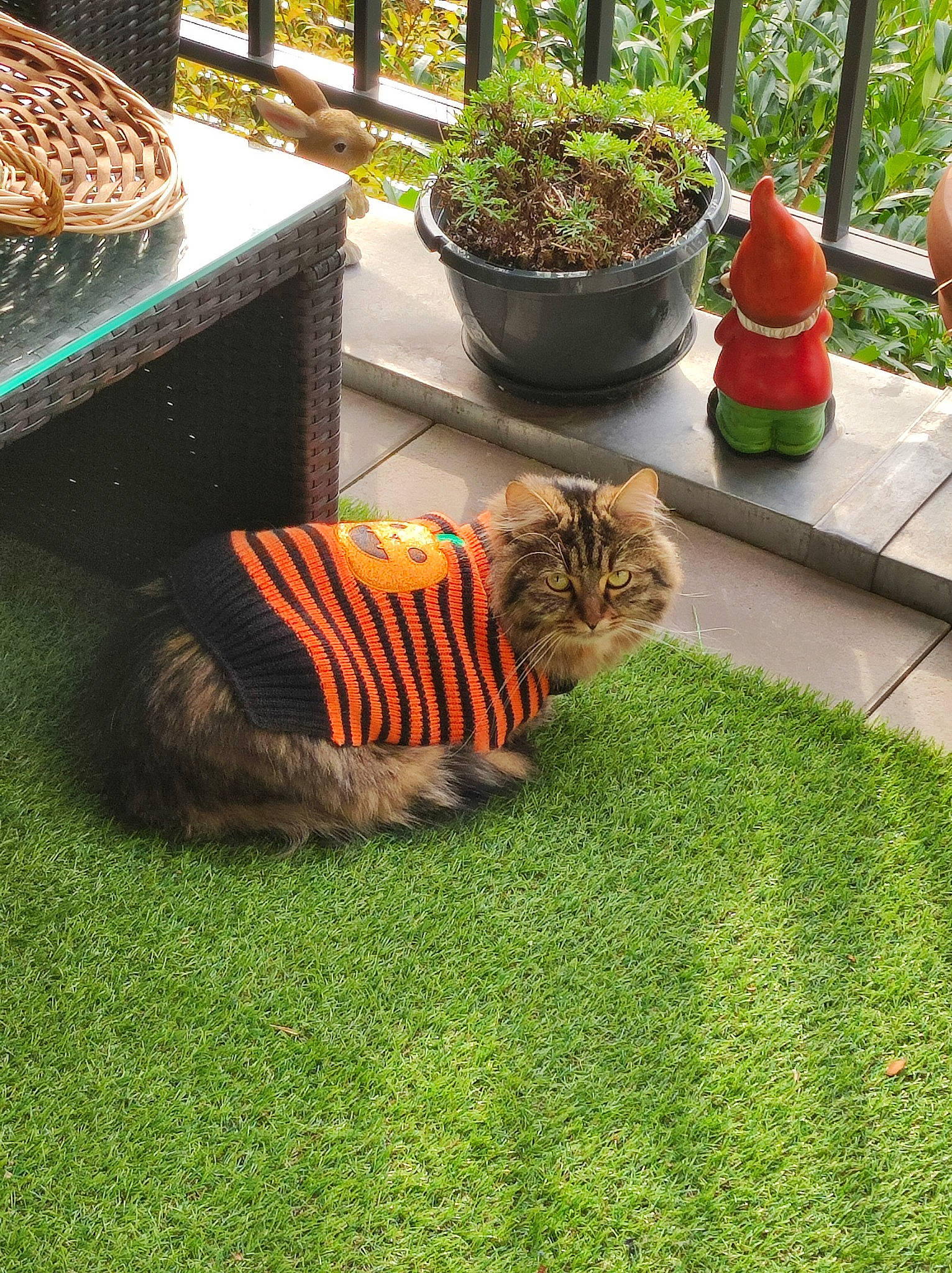 Havana participe au concours pour gagner de l'argent avec cette photo : carnivore, cat, felidae, flooring, flowerpot, garden, grass, green, groundcover, houseplant, landscape, landscaping, lawn, lawn_ornament, mammal, plant, small_to_medium_sized_cats, tail, terrestrial_animal, whiskers