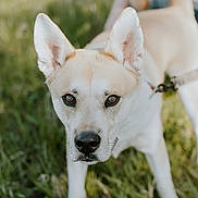 Thor joined the competition — help win amazing prizes! dog, animal, pet, canine, ears, eyes, grass, outdoor, nature, leash, tail, fur, muzzle, close_up, portrait, walking, daylight, focus, curious, expression