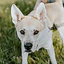 dog, animal, pet, canine, ears, eyes, grass, outdoor, nature, leash, tail, fur, muzzle, close_up, portrait, walking, daylight, focus, curious, expression