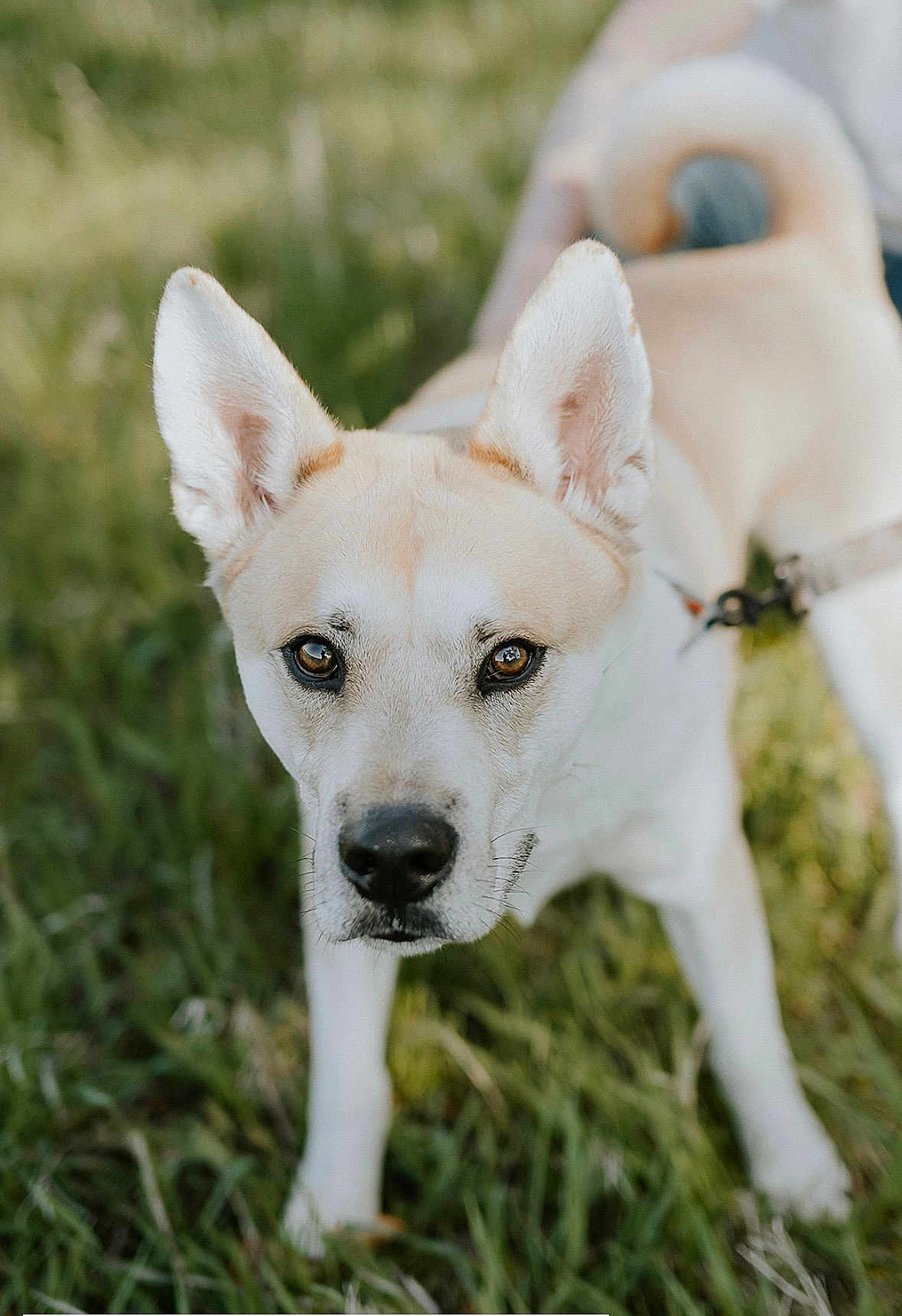 Thor joined the competition — help win amazing prizes! dog, animal, pet, canine, ears, eyes, grass, outdoor, nature, leash, tail, fur, muzzle, close_up, portrait, walking, daylight, focus, curious, expression