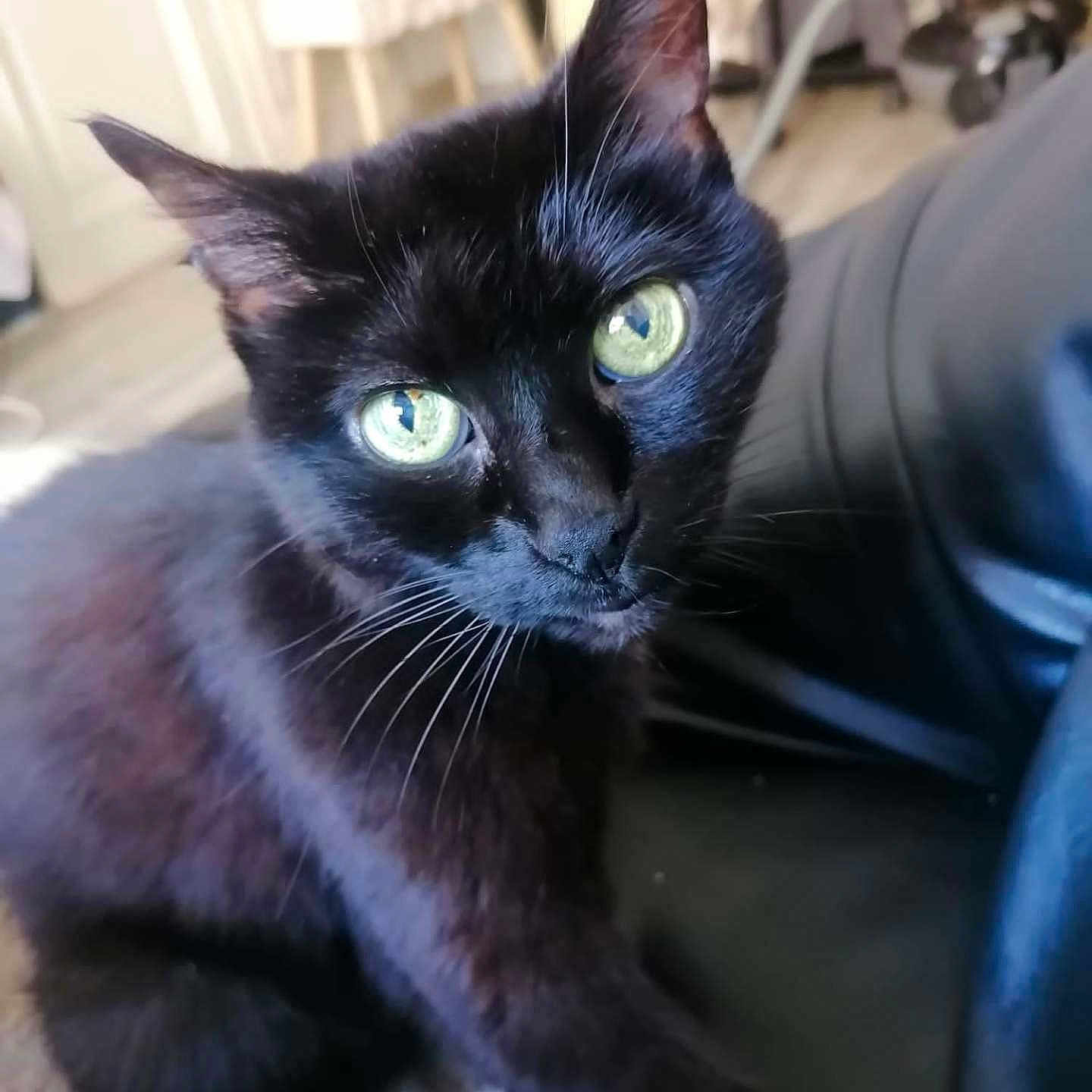 Misty a rejoint le concours — aidez-le/la à gagner de superbes lots ! abyssinian, animal, blackcat, cat, kitten, manx, pet