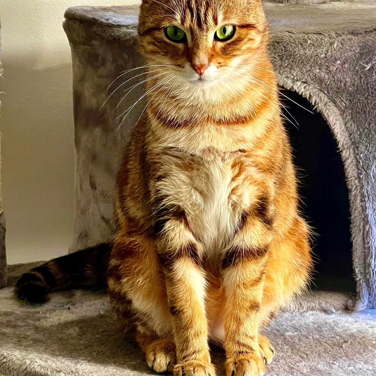 Milo a rejoint le concours — aidez-le/la à gagner de superbes lots ! animal, cat, cat_tree, cute, domestic_cat, ears, feline, fur, furry, green_eyes, indoor, looking_at_camera, mammal, paws, pet, portrait, relaxed, sitting, tabby, whiskers