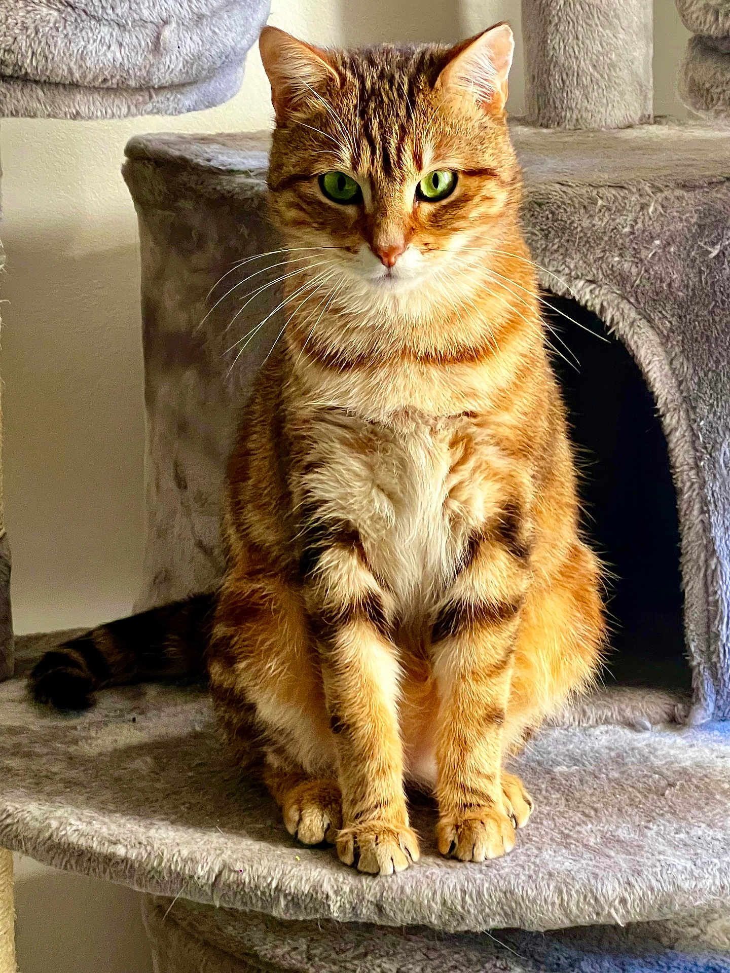 Milo a rejoint le concours — aidez-le/la à gagner de superbes lots ! cat, tabby, green_eyes, pet, animal, feline, sitting, cat_tree, indoor, fur, whiskers, ears, paws, looking_at_camera, cute, domestic_cat, mammal, portrait, furry, relaxed