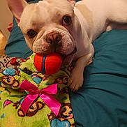 Champ joined the competition — help win amazing prizes! animal, bed, blanket, closeup, cute, dog, ears, french_bulldog, indoor, lying_down, nose, orange_ball, paw, pet, pink_bow, playful, portrait, teal_bedspread, toy, white_dog