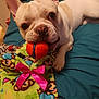 animal, bed, blanket, closeup, cute, dog, ears, french_bulldog, indoor, lying_down, nose, orange_ball, paw, pet, pink_bow, playful, portrait, teal_bedspread, toy, white_dog