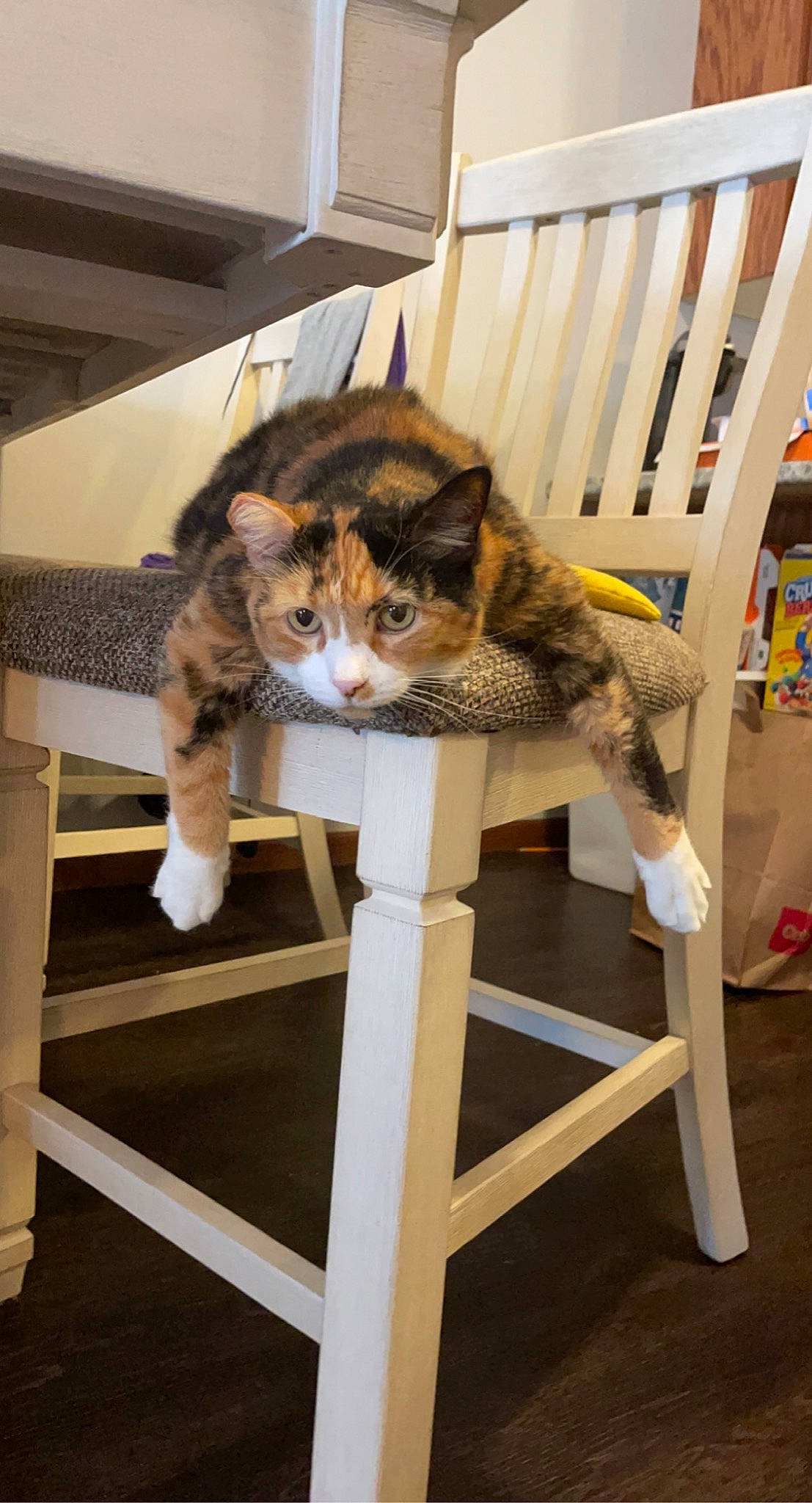 Bitsy joined the competition — help win amazing prizes! carnivore, cat, cat_supply, chair, claw, comfort, domestic_short_haired_cat, felidae, flooring, fur, hardwood, metal, pet_supply, room, sitting, small_to_medium_sized_cats, tail, terrestrial_animal, whiskers, wood