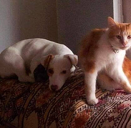 Boy participe au concours pour gagner de l'argent avec cette photo : canidae, carnivore, cat, companion_dog, dog, dog_breed, fawn, felidae, kitten, mammal, puppy, small_to_medium_sized_cats, sporting_group, tail, vertebrate