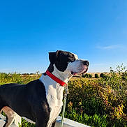 Calie a rejoint le concours — aidez-le/la à gagner de superbes lots ! dog, black_and_white, outdoors, countryside, landscape, blue_sky, sunny, standing, profile, red_collar, leash, railing, garden, plants, foliage, field, rural, animal_portrait, short_hair, watchful