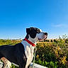 dog, black_and_white, outdoors, countryside, landscape, blue_sky, sunny, standing, profile, red_collar, leash, railing, garden, plants, foliage, field, rural, animal_portrait, short_hair, watchful