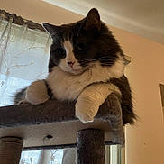 Kitty joined the competition — help win amazing prizes! animal, cat, cat_tree, cozy, curious, curtain, feline, fluffy, fur, home, indoor, light, paw, pet, portrait, relaxed, resting, soft, whiskers, window