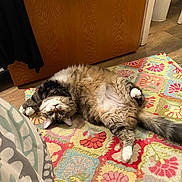 Saint joined the competition — help win amazing prizes! bedspread, cat, colorful, cozy, curious, domestic, feline, floor, fluffy, home, indoor, patterned_rug, paws, pet, relaxed, rug, tail, upside_down, whiskers, wooden_door