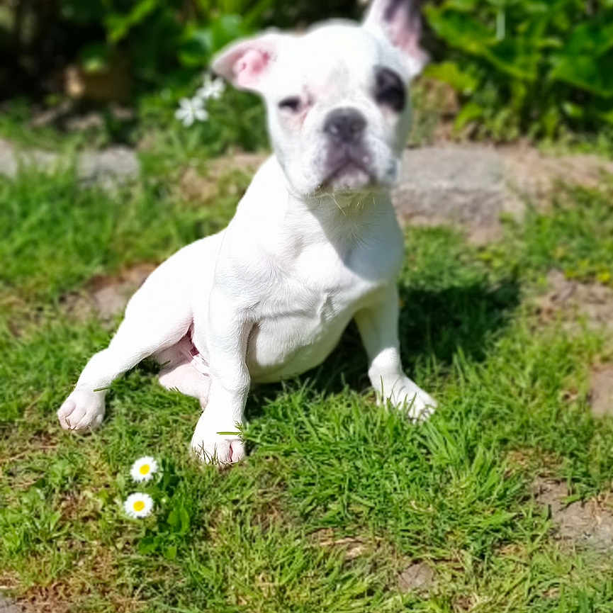 Aïko participe au concours pour gagner de l'argent avec cette photo : animal, bostonbull, boxer, bulldog, canine, dog, flower, frenchbulldog, geranium, grass, green, herbal, lawn, leaf, pet, pitbull, plant, puppy, soil, whitedog