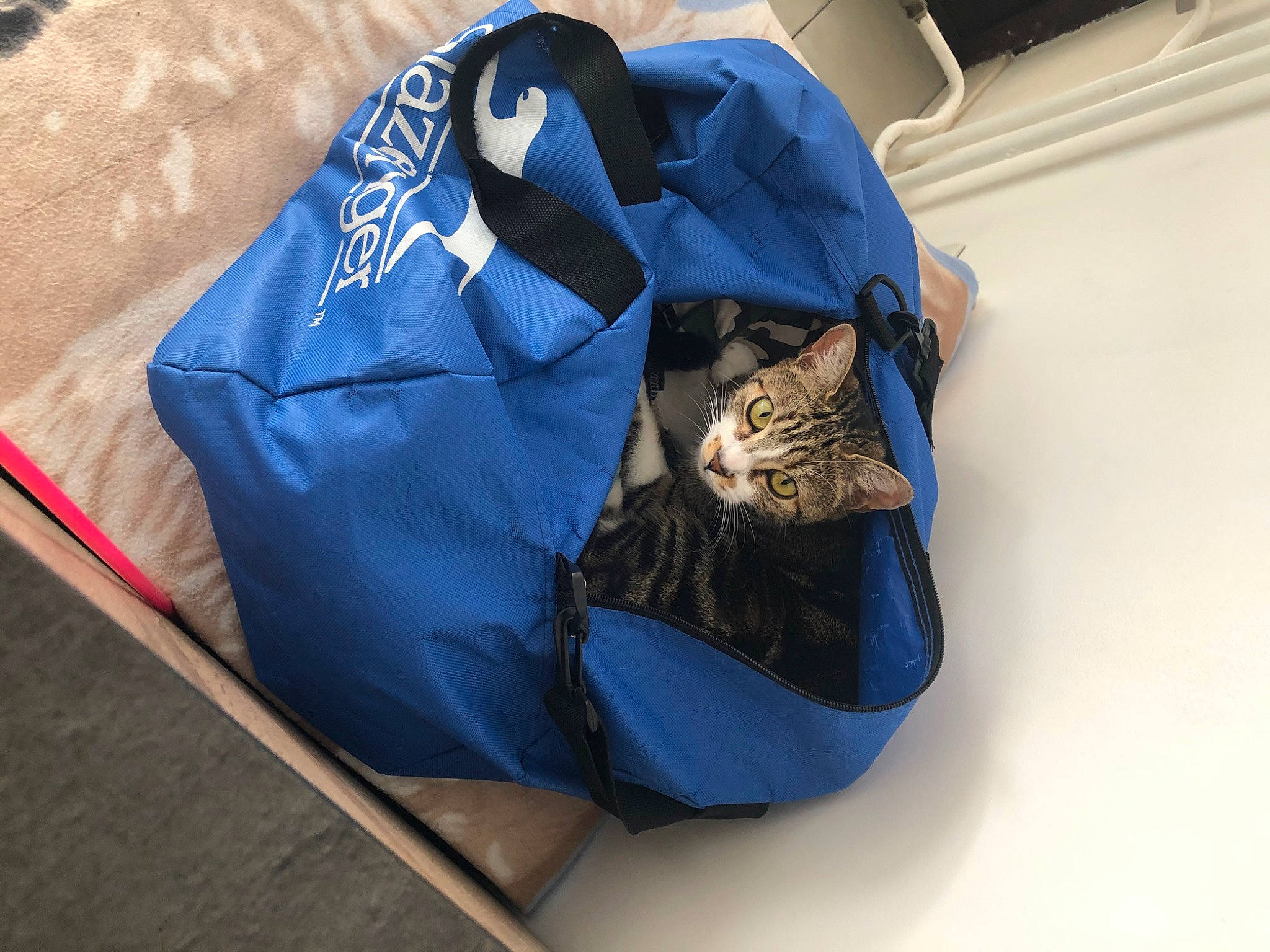 Pandora a rejoint le concours — aidez-le/la à gagner de superbes lots ! bag, blue, cobalt_blue, electric_blue, hand_luggage