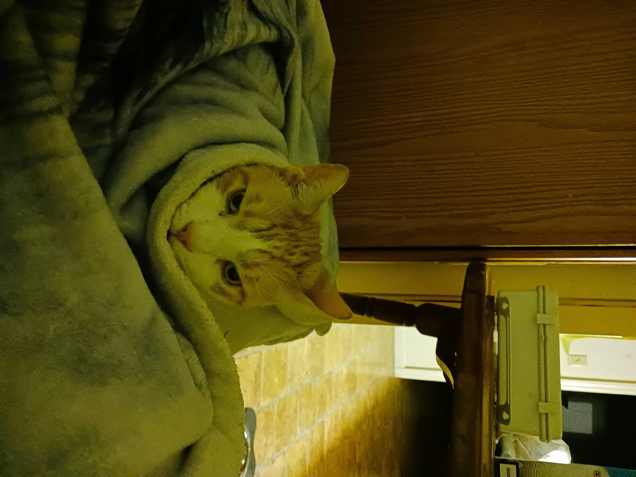 Blu joined the competition — help win amazing prizes! art, big_cats, canidae, carnivore, cat, comfort, domestic_short_haired_cat, fawn, felidae, fur, hardwood, sculpture, sleeve, small_to_medium_sized_cats, sporting_group, statue, terrestrial_animal, tree, whiskers, wood