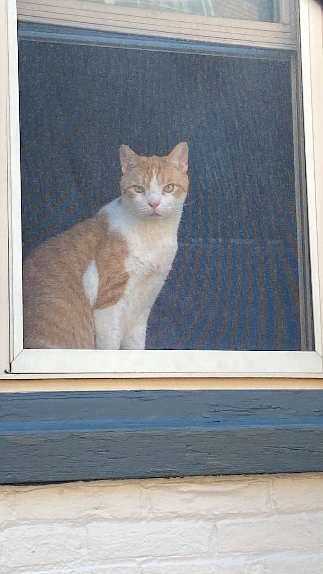 Blu Rodriguez joined the competition — help win amazing prizes! art, carnivore, cat, domestic_short_haired_cat, fawn, felidae, fixture, fur, grey, hardwood, paint, pattern, paw, rectangle, room, small_to_medium_sized_cats, tail, whiskers, window, wood