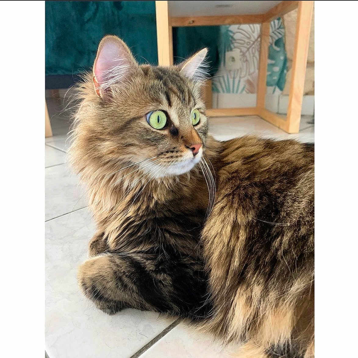 Gribouille a rejoint le concours — aidez-le/la à gagner de superbes lots ! abyssinian, angora, animal, art, brasssection, cat, den, egyptiancat, hardwood, horn, indoors, interiordesign, kitten, manx, musicalinstrument, pet, slate, wood