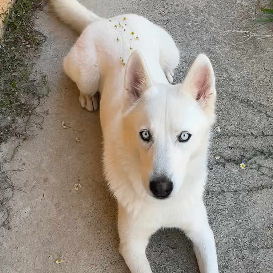 Shiro a rejoint le concours — aidez-le/la à gagner de superbes lots ! dog, white_dog, blue_eyes, long_ears, pointed_ears, black_nose, stretching, lying_down, outdoor, concrete, pathway, wall, grass, weeds, flowers, greenery, animal_portrait, looking_at_camera, fluffy_fur, full_body