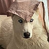 Shiro participe au concours pour gagner de l'argent avec cette photo : dog, white_dog, fluffy, long_fur, pet, portrait, close_up, indoors, bedroom, curtains, fabric, pillowcase, funny, costume, headshot, blue_eyes, black_nose, cozy, soft_lighting, humorous