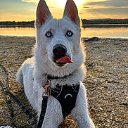 Shiro a rejoint le concours — aidez-le/la à gagner de superbes lots ! dog, white_dog, portrait, outdoor, lake, sunset, sunlight, water, shoreline, pebbles, beach, harness, leash, tongue_out, blue_eyes, upright_ears, sitting, animal, golden_hour, landscape