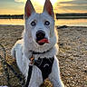 dog, white_dog, portrait, outdoor, lake, sunset, sunlight, water, shoreline, pebbles, beach, harness, leash, tongue_out, blue_eyes, upright_ears, sitting, animal, golden_hour, landscape