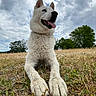 Shiro a rejoint le concours — aidez-le/la à gagner de superbes lots ! dog, white_dog, fluffy, outdoor, field, grass, countryside, sky, clouds, trees, sitting, portrait, closeup, happy, tongue, open_mouth, ears, fur, nature, daylight