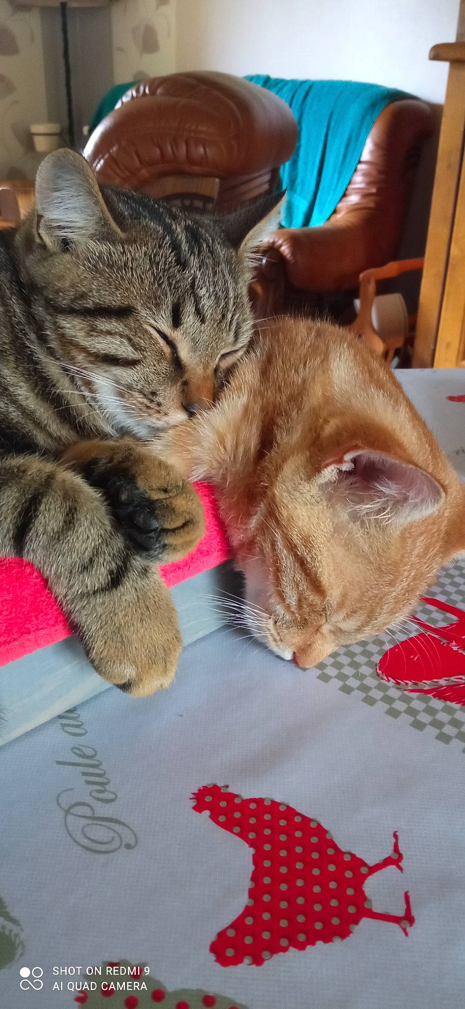 Kaline Et Titeuf participe au concours pour gagner de l'argent avec cette photo : carnivore, cat, claw, comfort, domestic_short_haired_cat, ear, fawn, felidae, foot, fur, lap, linens, nap, pattern, paw, small_to_medium_sized_cats, snout, tail, whiskers