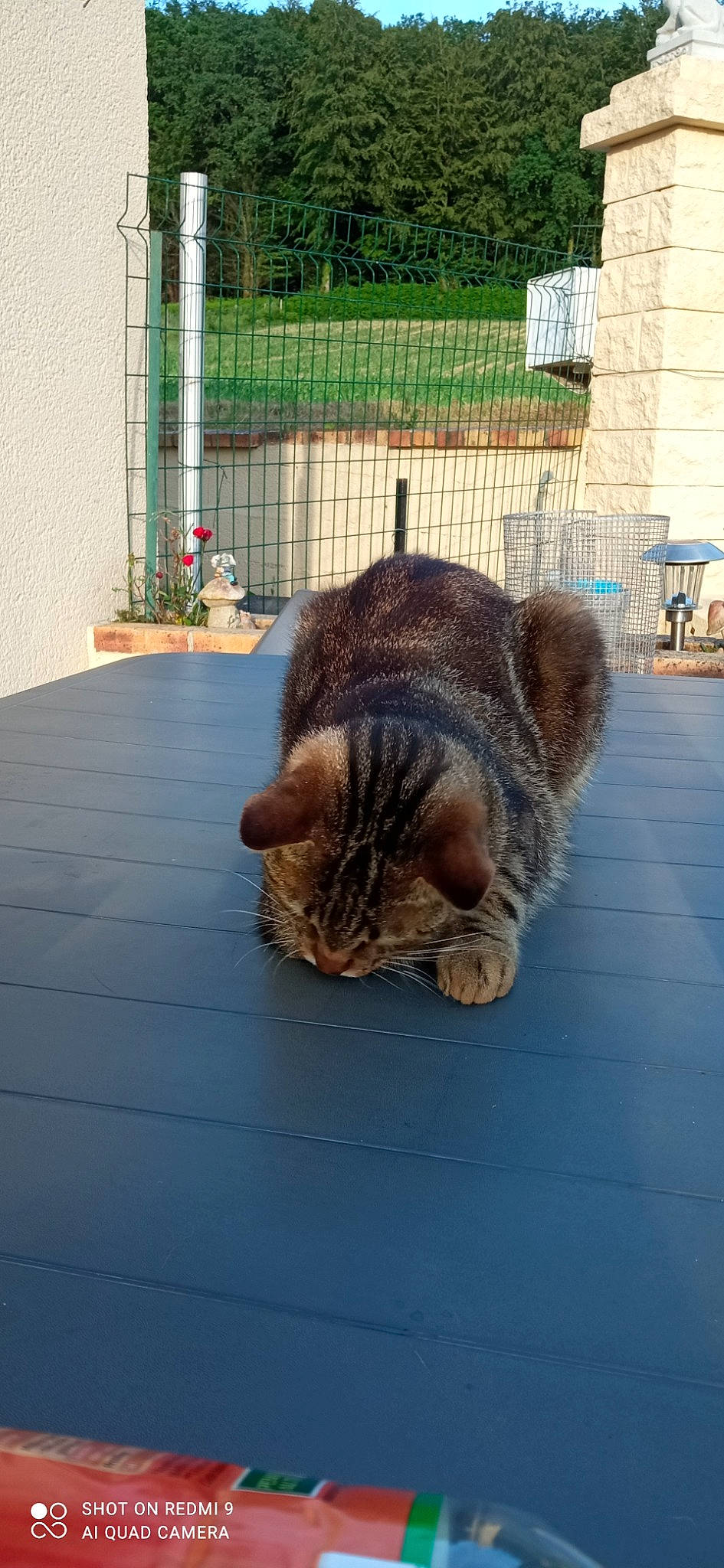 Kaline Et Titeuf a rejoint le concours — aidez-le/la à gagner de superbes lots ! carnivore, cat, domestic_short_haired_cat, fawn, felidae, fence, flooring, flowerpot, fur, grass, house, plant, road_surface, small_to_medium_sized_cats, snout, tail, terrestrial_animal, whiskers, wildlife, wood