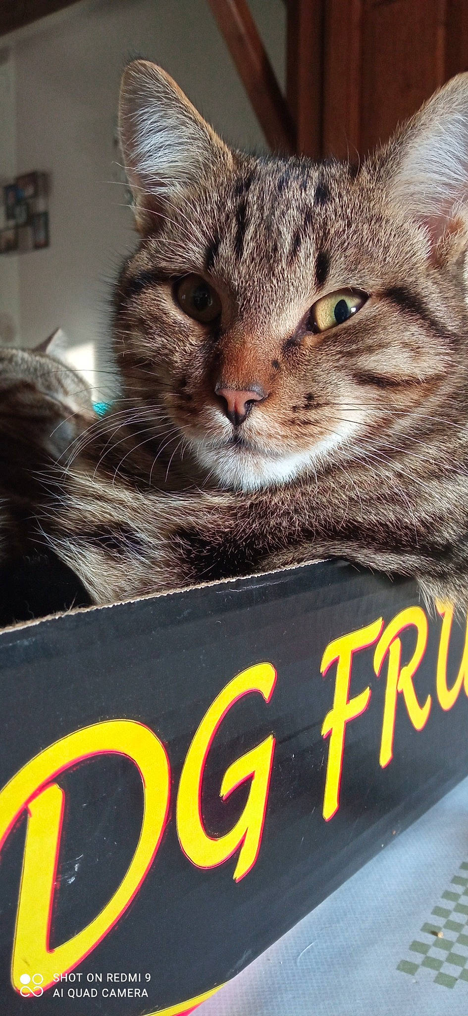 Kaline Et Titeuf a rejoint le concours — aidez-le/la à gagner de superbes lots ! box, carnivore, cat, cat_supply, domestic_short_haired_cat, felidae, font, fur, logo, metal, paw, photo_caption, small_to_medium_sized_cats, snout, whiskers