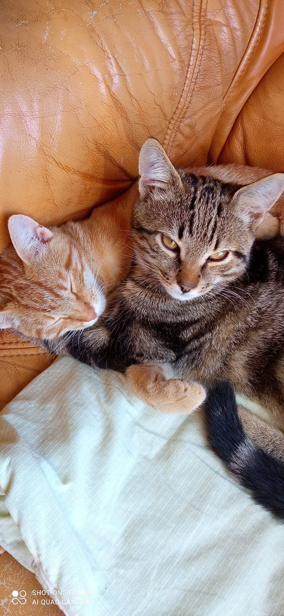 Kaline Et Titeuf participe au concours pour gagner de l'argent avec cette photo : carnivore, cat, cat_supply, claw, comfort, domestic_short_haired_cat, ear, felidae, fur, nap, paw, sitting, small_to_medium_sized_cats, snout, tail, whiskers, wildlife, wood