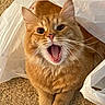 animal, carpet, cat, close_up, cute, ears, eyes, feline, fluffy, funny, indoor, long_hair, meowing, open_mouth, orange_cat, pet, plastic_bag, portrait, sitting, whiskers