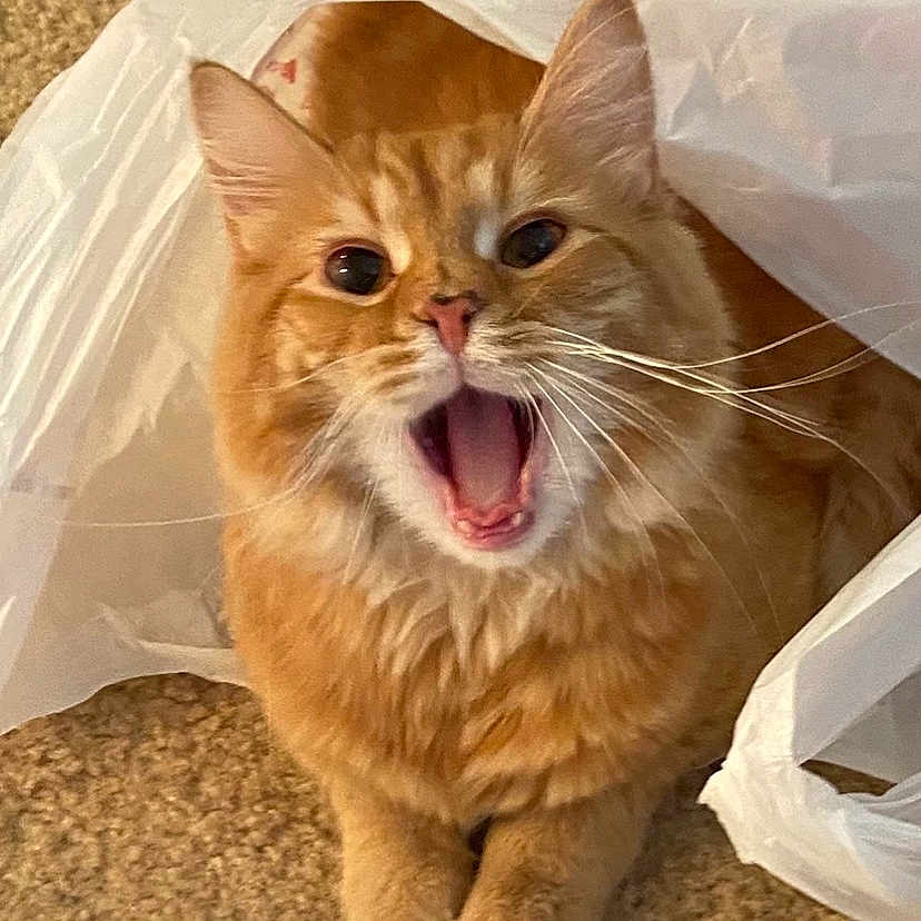 Little Red