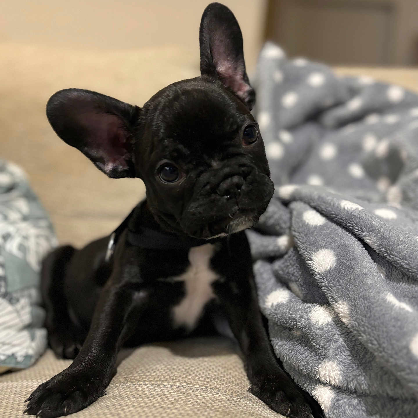 Doby