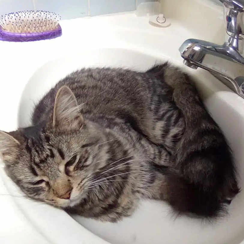 Matilda joined the competition — help win amazing prizes! bathroom, cat, close_up, cozy, curled_up, cute, domestic_animal, faucet, fur, hairbrush, indoor, pet, relaxed, resting, sink, sleepy, tabby, tile, whiskers, white