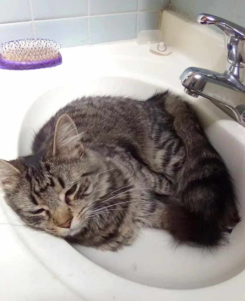 Matilda joined the competition — help win amazing prizes! cat, tabby, sink, bathroom, faucet, hairbrush, tile, curled_up, resting, pet, domestic_animal, fur, whiskers, cozy, indoor, sleepy, cute, relaxed, close_up, white