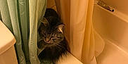 Matilda is registered to the contest to win money with this photo: cat, bathroom, bathtub, shower_curtain, lace, toilet, tile_floor, tabby_cat, feline, pet, curtain, indoor, animal, peeking, cozy, home, fluffy, resting, quiet, curious