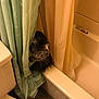 cat, bathroom, bathtub, shower_curtain, lace, toilet, tile_floor, tabby_cat, feline, pet, curtain, indoor, animal, peeking, cozy, home, fluffy, resting, quiet, curious