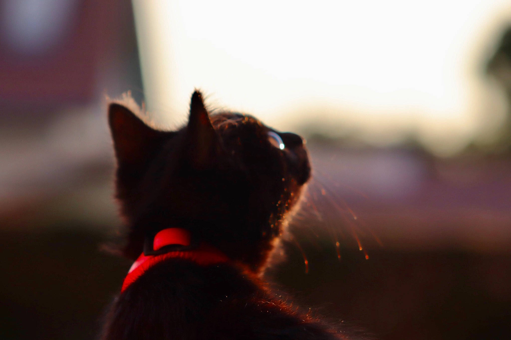 Bagheera a rejoint le concours — aidez-le/la à gagner de superbes lots ! backlighting, black_cat, carnivore, cat, darkness, dog_breed, eye, fawn, felidae, flash_photography, fur, grass, plant, sky, small_to_medium_sized_cats, snout, tail, tints_and_shades, whiskers, window