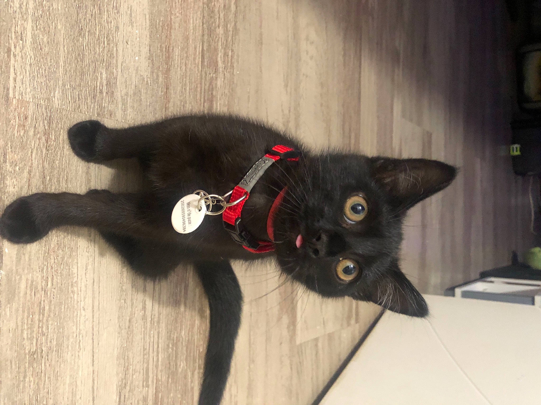 Bagheera a rejoint le concours — aidez-le/la à gagner de superbes lots ! black_cat, bombay, carmine, carnivore, cat, claw, domestic_short_haired_cat, eye, felidae, flooring, fur, grey, hardwood, head, plant, small_to_medium_sized_cats, snout, tail, whiskers, wood