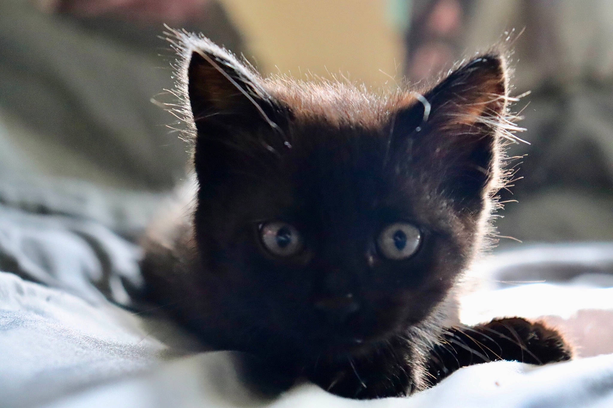 Bagheera a rejoint le concours — aidez-le/la à gagner de superbes lots ! birman, black_cat, carnivore, cat, cat_supply, close_up, domestic_short_haired_cat, felidae, fur, small_to_medium_sized_cats, snout, terrestrial_animal, whiskers, wildlife, window