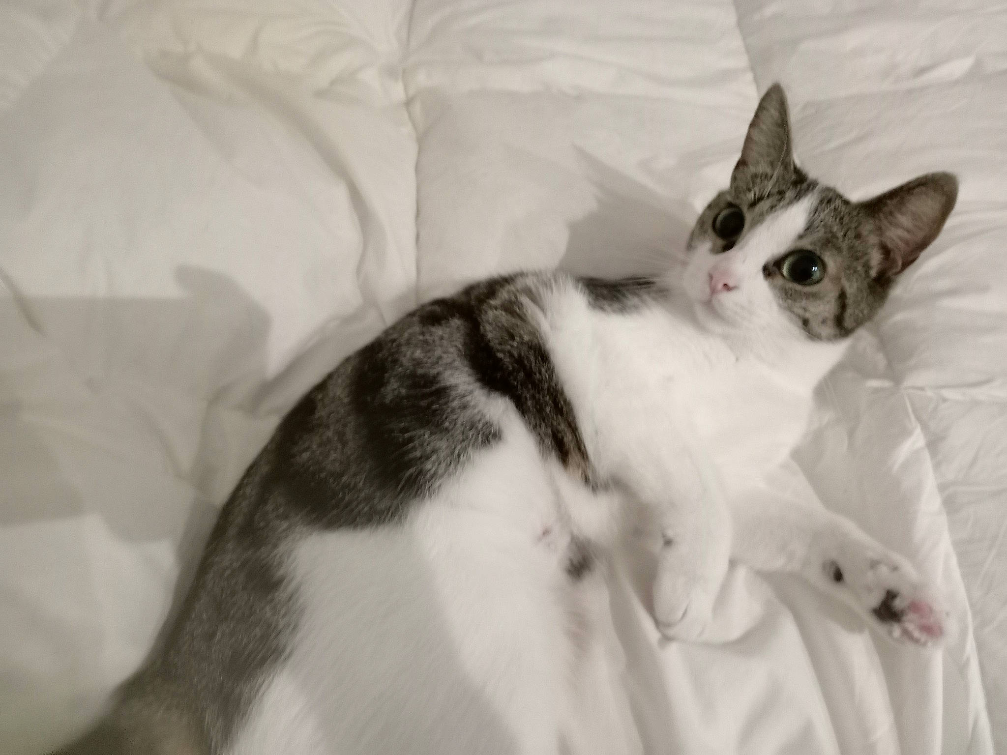 Samba a rejoint le concours — aidez-le/la à gagner de superbes lots ! carnivore, cat, comfort, domestic_short_haired_cat, felidae, fur, monochrome_photography, paw, small_to_medium_sized_cats, tail, terrestrial_animal, whiskers