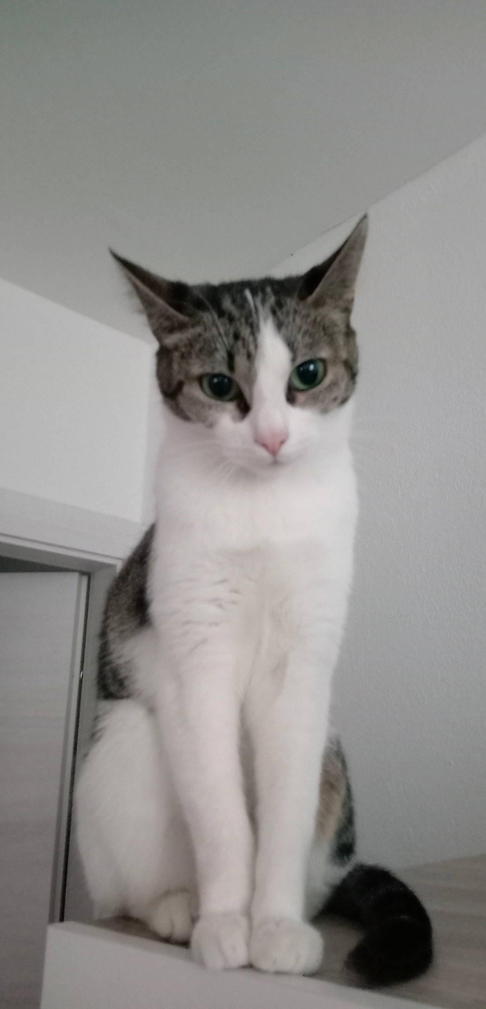 Samba a rejoint le concours — aidez-le/la à gagner de superbes lots ! carnivore, cat, domestic_short_haired_cat, ear, felidae, fur, iris, small_to_medium_sized_cats, snout, tail, whiskers