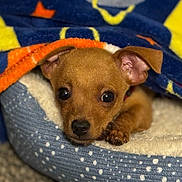 Pepe Hector Luis joined the competition — help win amazing prizes! puppy, dog, blanket, bed, cozy, cute, pet, animal, indoor, sleepy, fur, ears, paw, closeup, portrait, young, resting, warm, domestic, snuggled